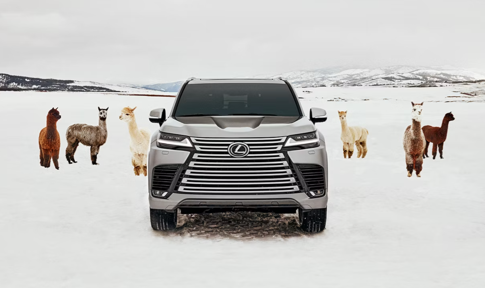 2025 Lexus LX surrounded by llamas in the snow